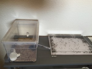 New acrylic plastic nest housing the Formica fusca colony - ©Photo B. GILLES