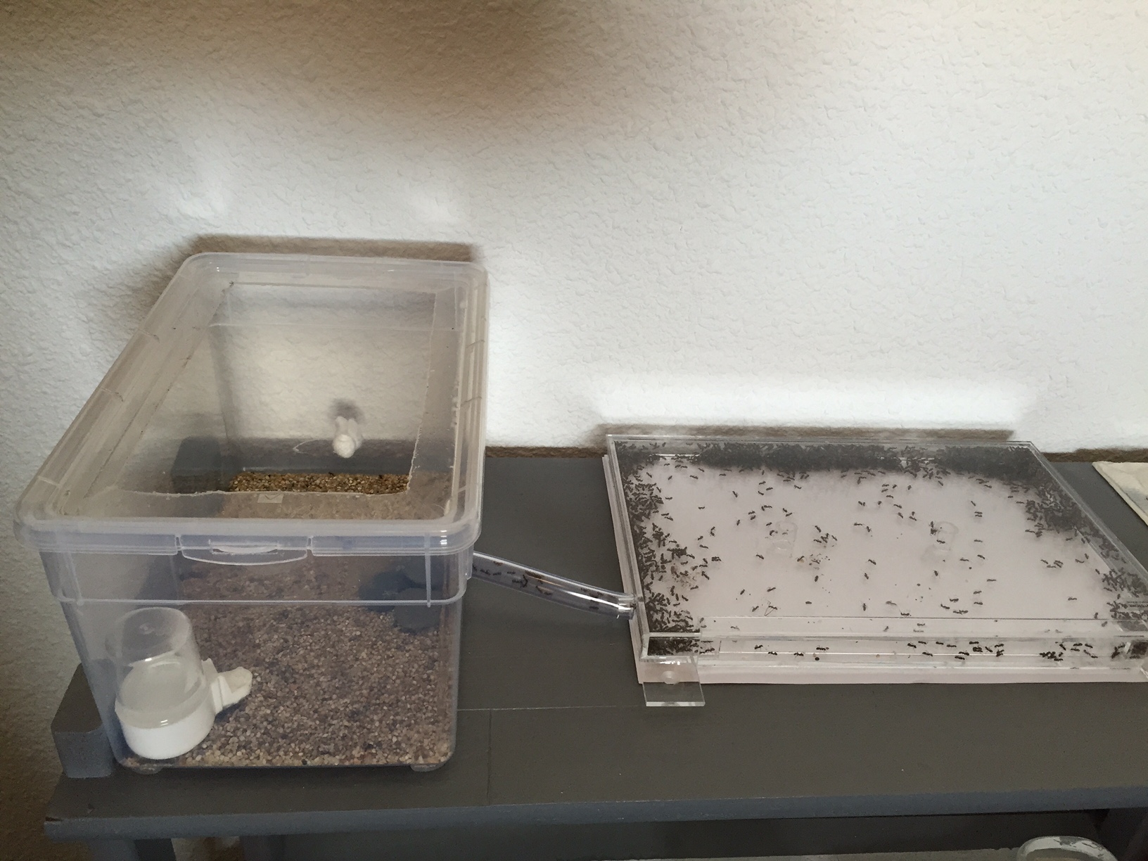 Présentation de mes colonies de fourmis