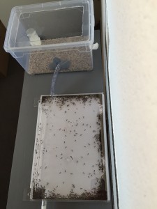 Formica fusca installed in their new acrylic plastic nest - Photo B. GILLES