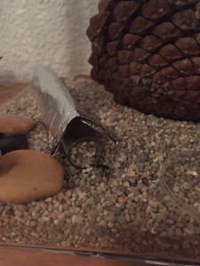 Camponotus vagus worker near her nest