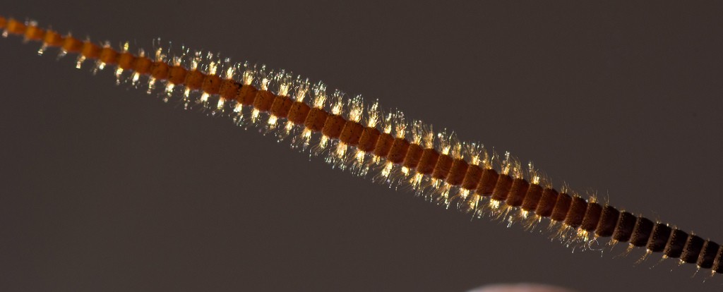Photo 1 : Sensilles du toucher sur une antenne de blatte de Madagascar (Source : Photo de Jaspen Nance - Flickr.com)