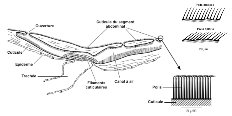 Figure 4 : Organe de détection de la pression chez la punaise du genre Aphelocheirus (Source : 