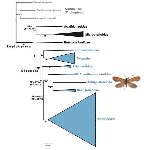 Révision de la phylogénie des lépidoptères (papillons)