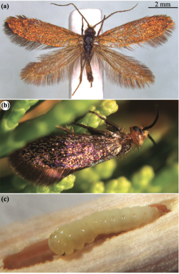 Espèce Aenigmatinae glatzella : (a) mâle, (b) femelle sur sa plante hôte, (c) chenille sur plante hôte