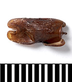 Photo 2 : Oeuf de Phobaeticus chani avec ces excroissances aplaties (Source : Natural History Museum - 2008)