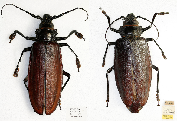 Photo 3 : Spécimens de Titanus giganteus - à gauche un mâle de 13,3cm - à droite une femelle de 13,5cm (Source : Natural History Museum - Coleoptera section)