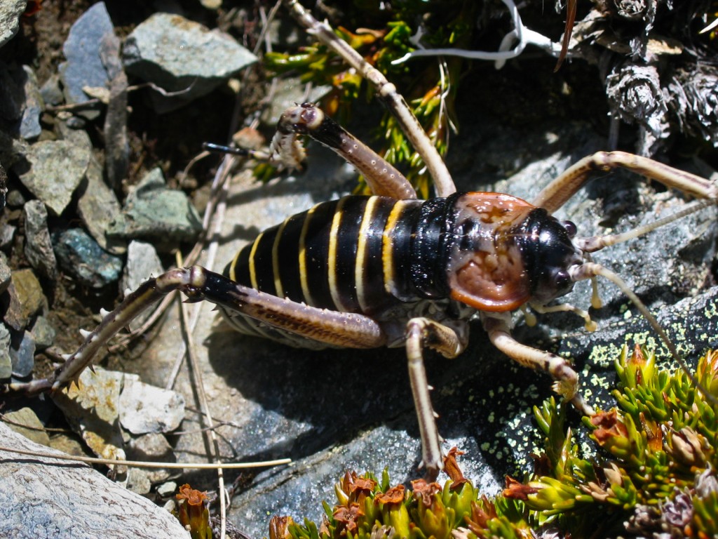 Photo 6 : Species Deinacrida connectens (Source : Mary Morgan-Richards & Steve Trewick)