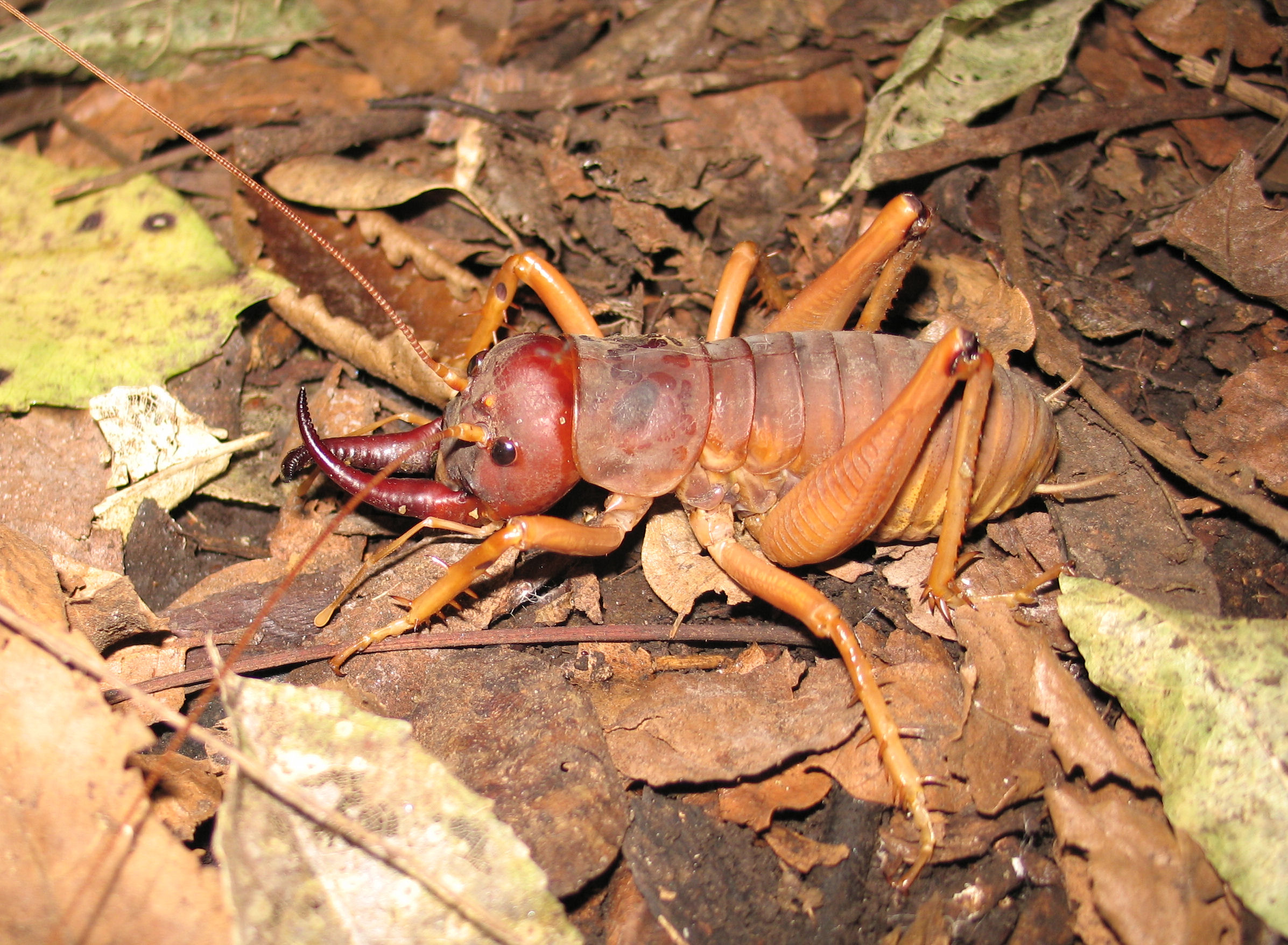 Weta: giant insects from New Zealand