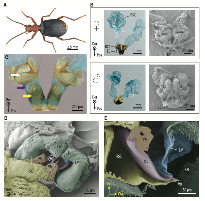 Mechanisms at the origin of defensive spraying in beetle bombers