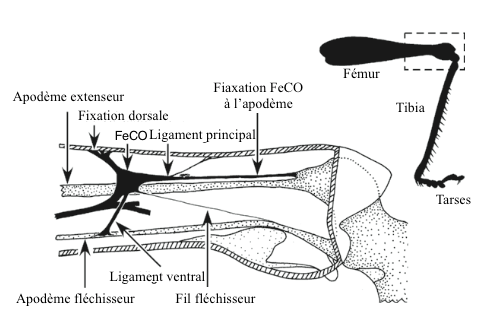 Figure 2 : Organe chordotonal fémoro-tibial (FeCO) chez un criquet du genre Locuste (Source : d'après Matheson and Field, 1995 - The Insects : Structure and Fonction - R.F. Chapman - 5ème édition (2013) - p749 - Modifié par Benoît GILLES)