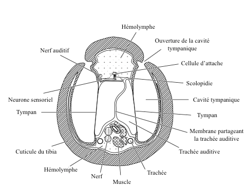 Figure 5 : Coupe transversale d'un organe tympanique de patte antérieure de sauterelle (Source : d'après Schwab, 1906 - The Insects : Structure and Function - R.F. Chapman - 5ème édition - p757 - modifié par Benoît GILLES)