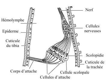 Figure 3 : Organe subgénual chez une fourmi (Source : d'après Porridge, 1965 - The Insects : Structure and Fonction - R.F. Chapman - 5ème édition (2013) - p752 - modifié par Benoît GILLES)