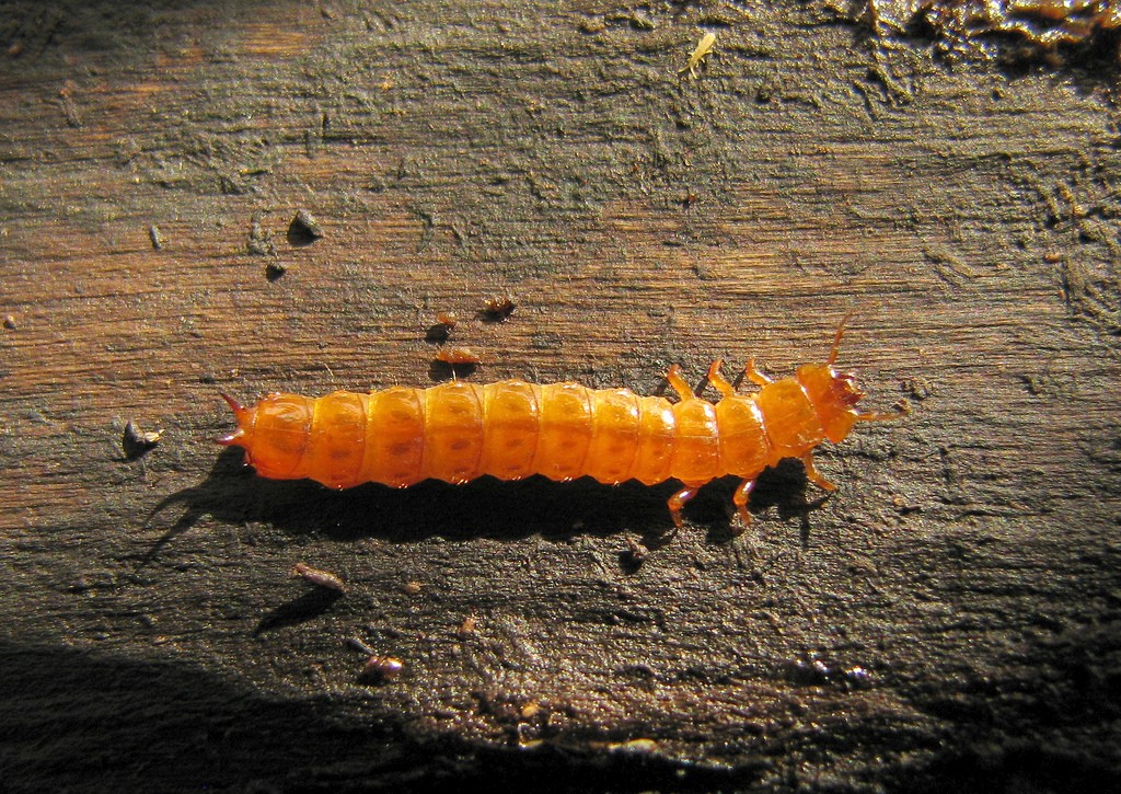Photo 2 : larve de Cucujus clavipes (Source : C Wood - Flickr)