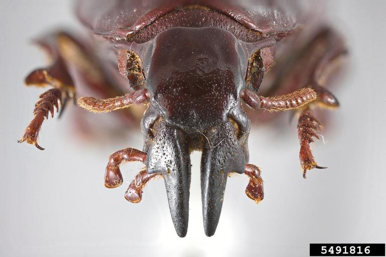 Hypocephalus armatus head seen from front (Source : Nathan Lord)