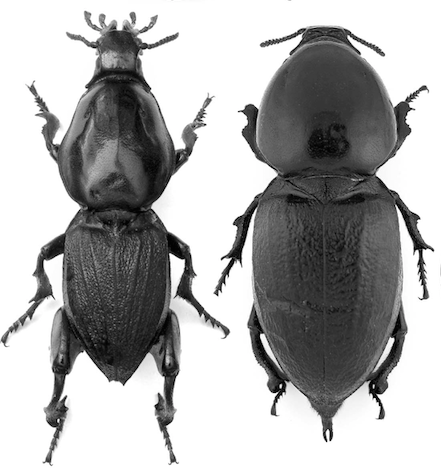 Hypocephalus armatus: a (very) unusual long-horned beetle