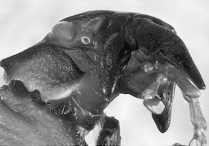 Photo : Tête d'Hypocephalus armatus mâle vue latéraux-ventrale (Source : Coleoptera-Beetle volume 3 - p21)
