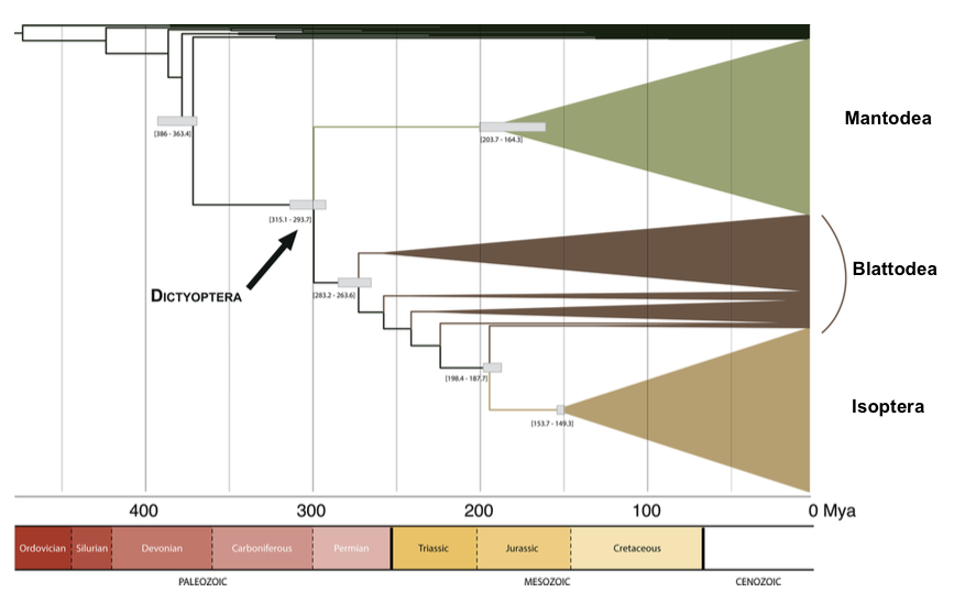 Illustration 1 : Arbre phylogénétique simplifié de l'ordre des Dictyoptères (Source : Legendre et al., 2015)