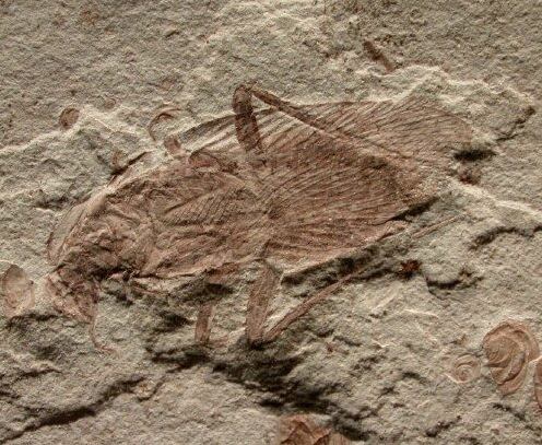 Photo 1 : blatte fossile du Crétacé (-125 millions d'années) (Source : Chine - Province de Liaoning - Fossilmuseum.net)
