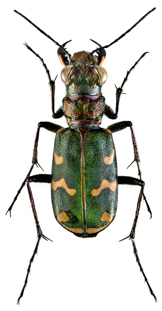 Cicindela hybrida transversalis (Dejean, 1822) (Source : Flickr - Udo Schmidt)