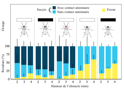 Figure 1 : Résultats sur les évitements d'obstacles pour des insectes dépourvus d'antennes ou de vision, comparés aux témoins (Source : Zurek & Gilbert (2014) - Modifié par B. GILLES)
