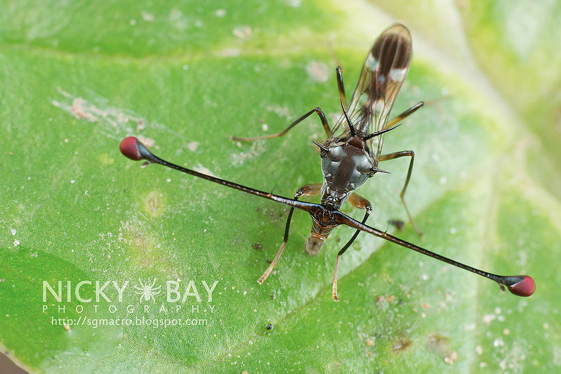 Photo 1 : Diopsidae, espèce non déterminée, Singapore (Source : Nicky Bay - Flickr)
