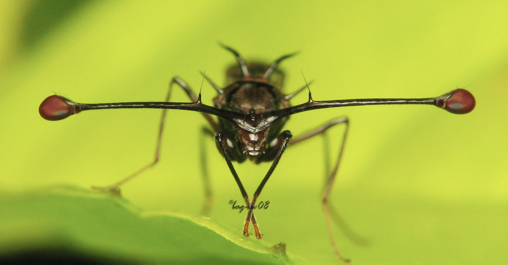 Photo 2 : Diopsidae, espèce non déterminée (Source : Edwin Cosalan - Flickr)