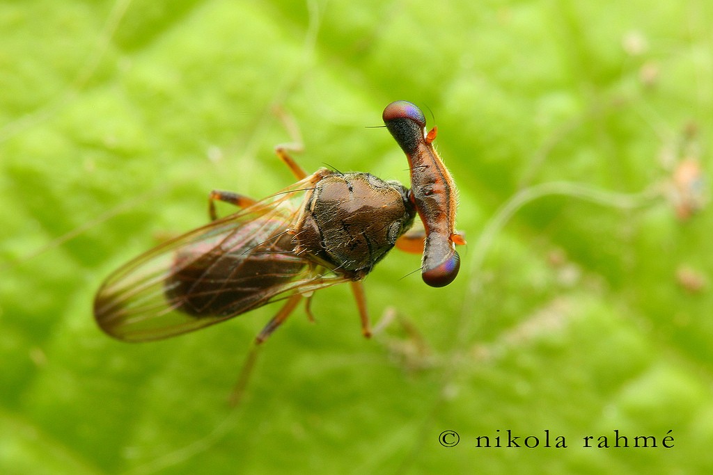 Photo 1 : Sphyracephala europaea (Source : Nikola Rahmé - Flickr)