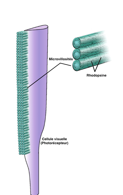 Figure 3 : Microvillosités du rhabdome du photorécepteur (Source : Srinivasan, 2011 - Modifié par B. GILLES)