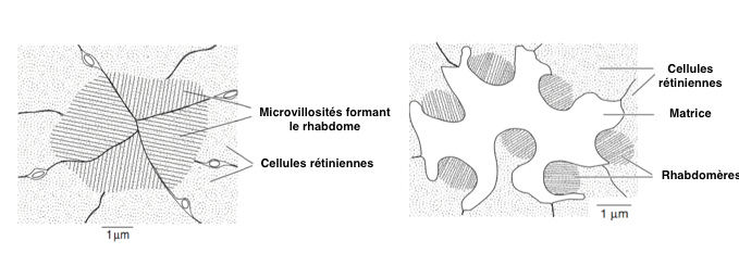 Figure 4 : Rhabdomères "fusionnés" (à gauche) - Rhabdomères "ouverts" (à droite) (Source : Chapman - Modifié par B. GILLES)