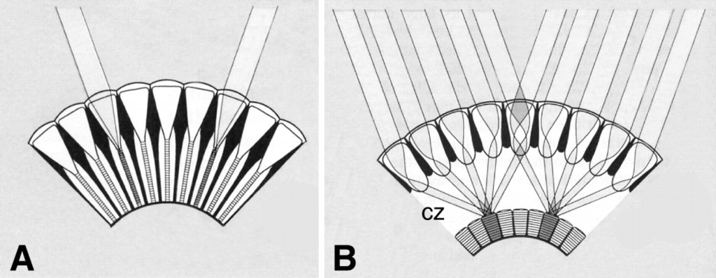 Figure 5 : A) Section transversale d'un oeil composé de type apposition (insectes diurnes) - B) Section transversale d'un oeil composé de type superposition (insectes nocturnes (Source : Warrant, 2008 - Modifié par B. GILLES