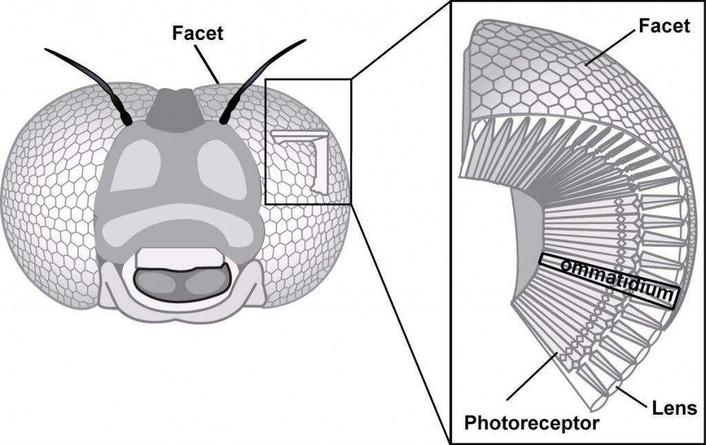 Figure 1 : Compound eye and ommatidies of an insect (Source : Ecole Polytechnique Fédérale de Lausanne)