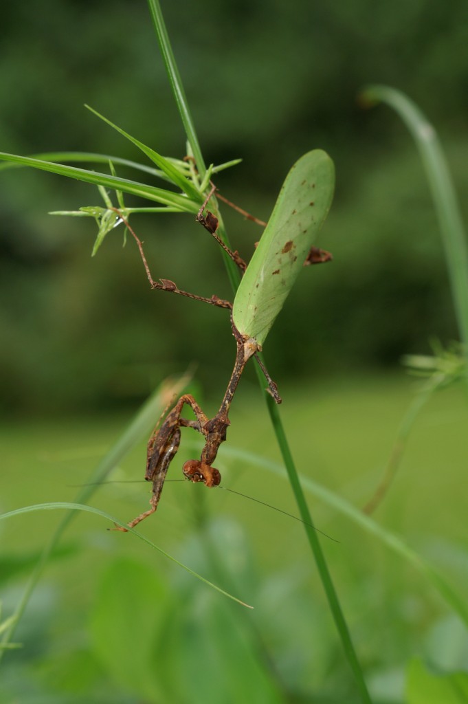 Mantis of the species Sibylla dolosa - Crystal Mountains in Gabon (December 2015) (Source : Nicolas MOULIN)