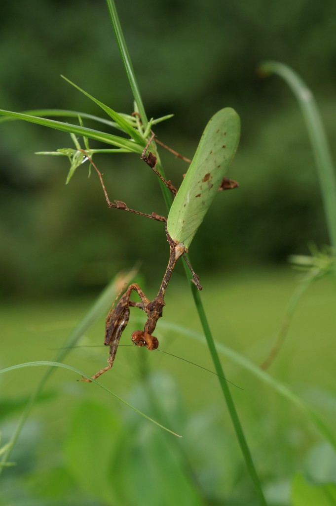 Mante de l'espèce Sibylla dolosa - Monts de Cristal au Gabon (décembre 2015) (Source : Nicolas MOULIN)