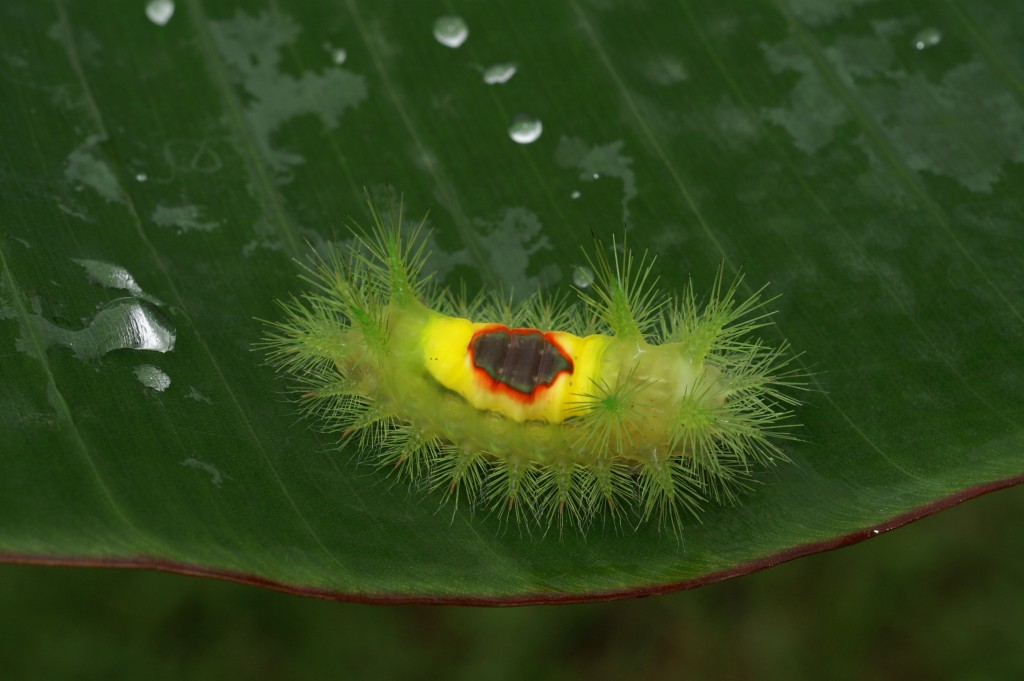 Limacocidae butterfly caterpillar (Gabon 2015) (Source : Nicolas MOULIN)