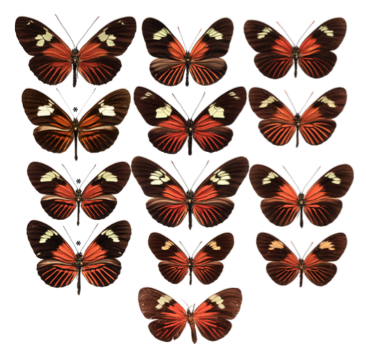 Evolutionary history of Heliconius staining