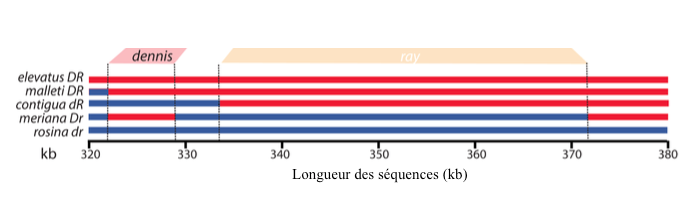 Figure 3 : Régions du génomes associées aux phénotypes Dennis et Ray - D/d : Dennis exprimé/absent - R/r : Ray exprimé/absent (Source : Wallbank et al., 2016)