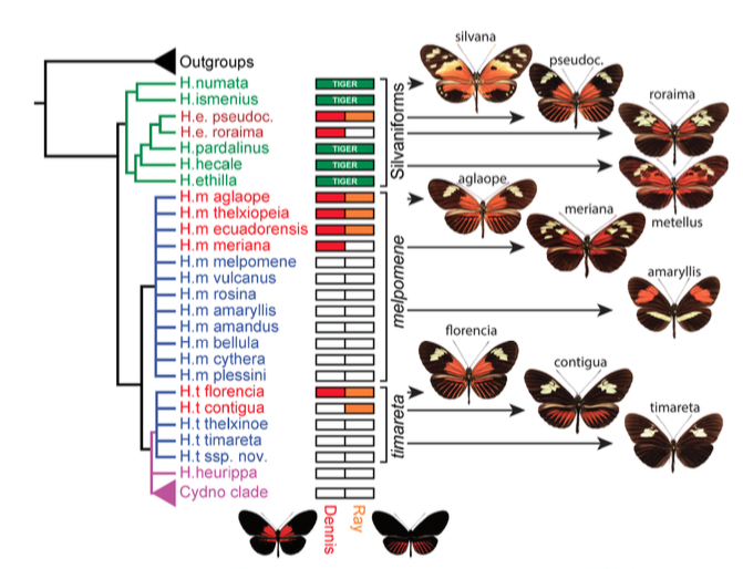 Figure 5 : Phylogénie des espèces étudiées et leur combinaisons respectives en allèles Dennis et Ray (Source : Wallbank et al., 2016)