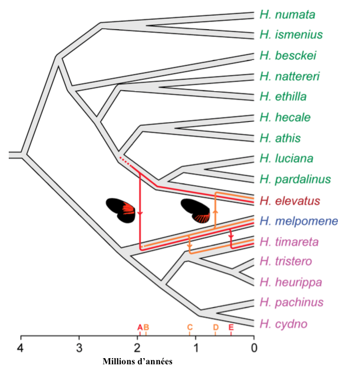 Figure 4 : Hypothèse de l'origine des introgressions des allèles Dennis et Ray entre les espèces H. elevatus, H. melpomene et H. timareta (Source : Wallbank et al., 2016)