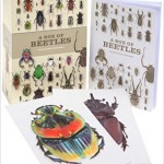 Box beetles