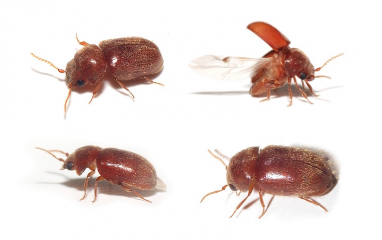 Scarabiasis : des coléos coliques…