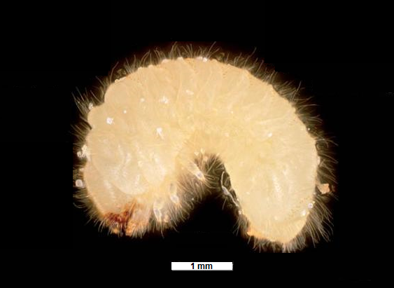 Coléoptère coprophage au stade larvaire - Stegobium paniceum (Source : Wikipedia)