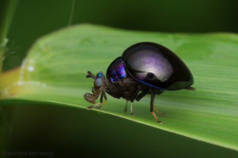 Diptera Celyphidae: when flies mimic Beetles