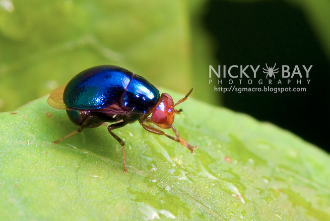 Celyphidae (non déterminé) (Source : Nicky Bay-Flickr)