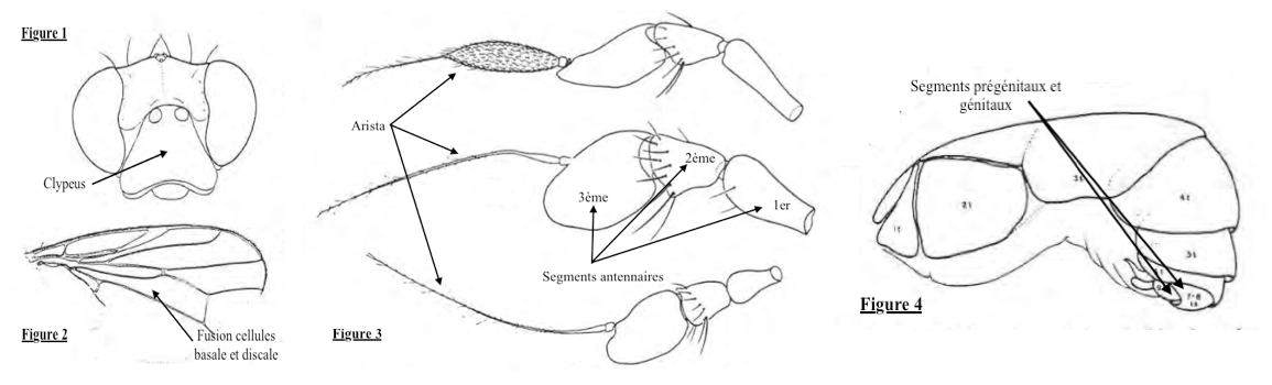 Principaux caractères morphologiques des mouches Celyphidae (Source : Tenorio 1972 - modifié par Benoît GILLES)