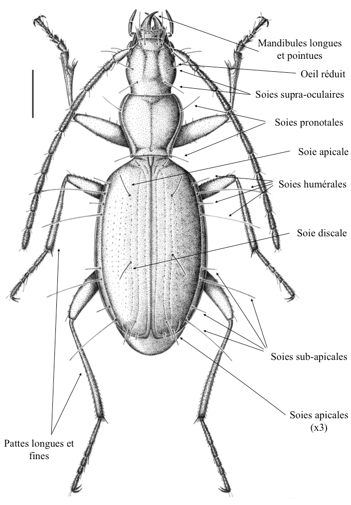 Figure 1 : Description morphologique de Duvalius abyssimus - trait d'échelle : 1 mm (Source : Rebondira & Ortuno, 2014)