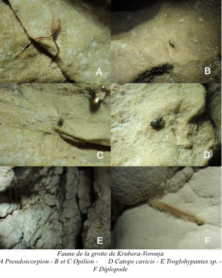 Faune de la grotte de Krubera-Voronja - A Pseudoscorpion - B et C Opilion - D Catops cavicis - E Troglohypantes sp. - F Diplopode (Source : Reboleira)