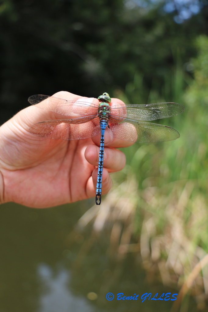 Capture an Odonate and take a picture for later determination (Source : © B. GILLES)