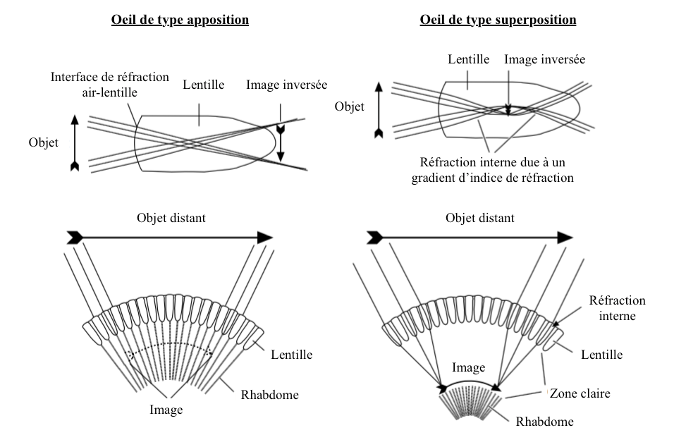 Formation de l'image : a) dans un oeil composé de type apposition, la lentille formant une image inversée de l'objet, b) dans un oeil composé de type superposition, les rayons lumineux sont réfractés à l'intérieur de la lentille