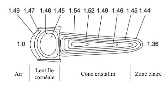 Figure 2 : lentille cylindrique d'un oeil composé de type superposition avec un indice de réfraction variable dans la cornée et le cône cristallin 