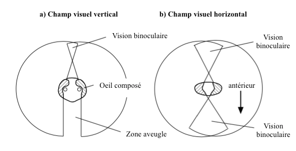 Figure 5 : Champ visuel de la blatte Periplaneta - a) dans le plan vertical - b) dans le plan horizontal - Seule une zone aveugle est présente en dessous de la tête